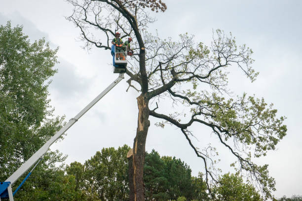 The Steps Involved in Our Tree Care Process in Cortez, FL